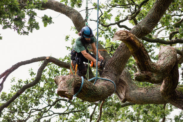 Best Emergency Tree Removal  in Newell, WV