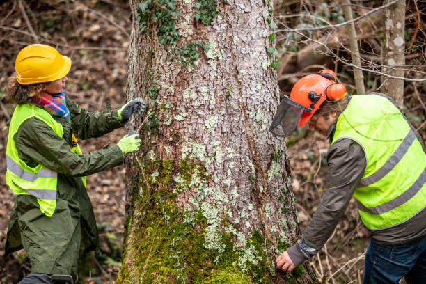 Newell, WV Tree Care Company